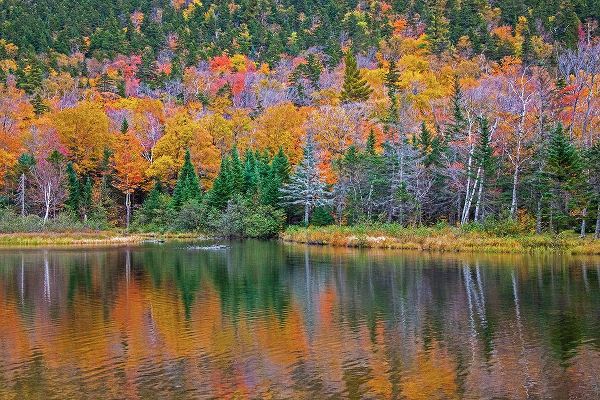 Gulin, Sylvia 아티스트의 USA-New Hampshire-New England Fall colors reflected in the waters of the Saco River Crawford Notch 작품입니다.